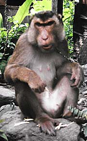 'Macaque' by Asienreisender